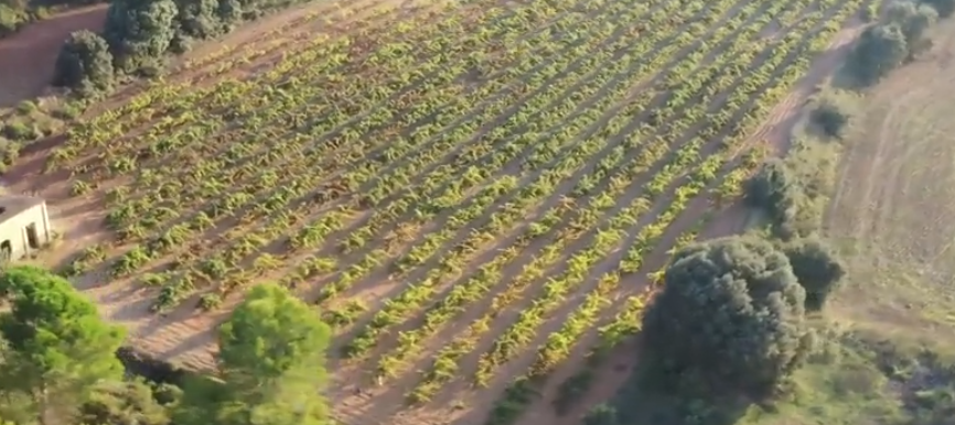 Bodega Toni Beneito, un premio a la tradición vinícola valenciana Bodega Toni Beneito, un premio a la tradición vinícola valenciana