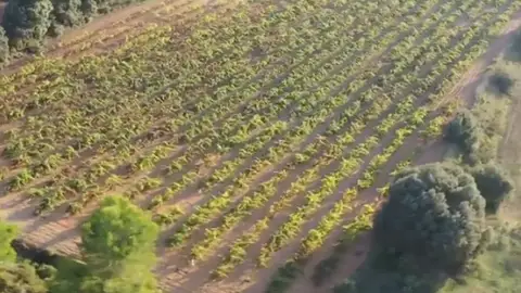 Bodega Toni Beneito Bodega Toni Beneito