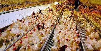 SACRIFICADAS 150.000 GALLINAS SACRIFICADAS 150.000 GALLINAS