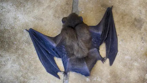 Encuentran un tipo de murciélago europeo con un virus capaz de infectar células humanas del mismo modo que el Covid