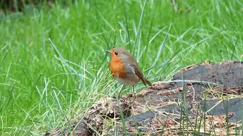 Un pájaro Un pájaro