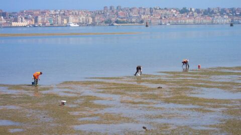 Mariscadoras a p&eacute; na r&iacute;a de Pontevedra