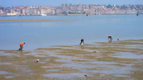 Mariscadoras na Ría de Pontevedra en Lourizán Mariscadoras a pé na ría de Pontevedra