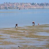 Mariscadoras na Ría de Pontevedra en Lourizán 