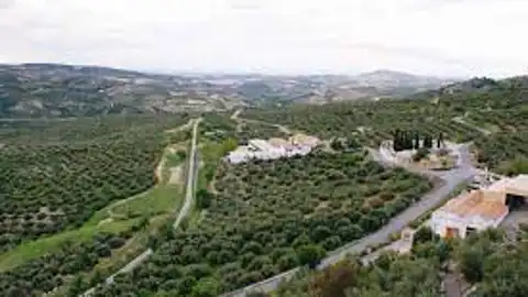 Olivos de la Subbética con Zuheros al fondo Olivos de la Subbética con Zuheros al fondo