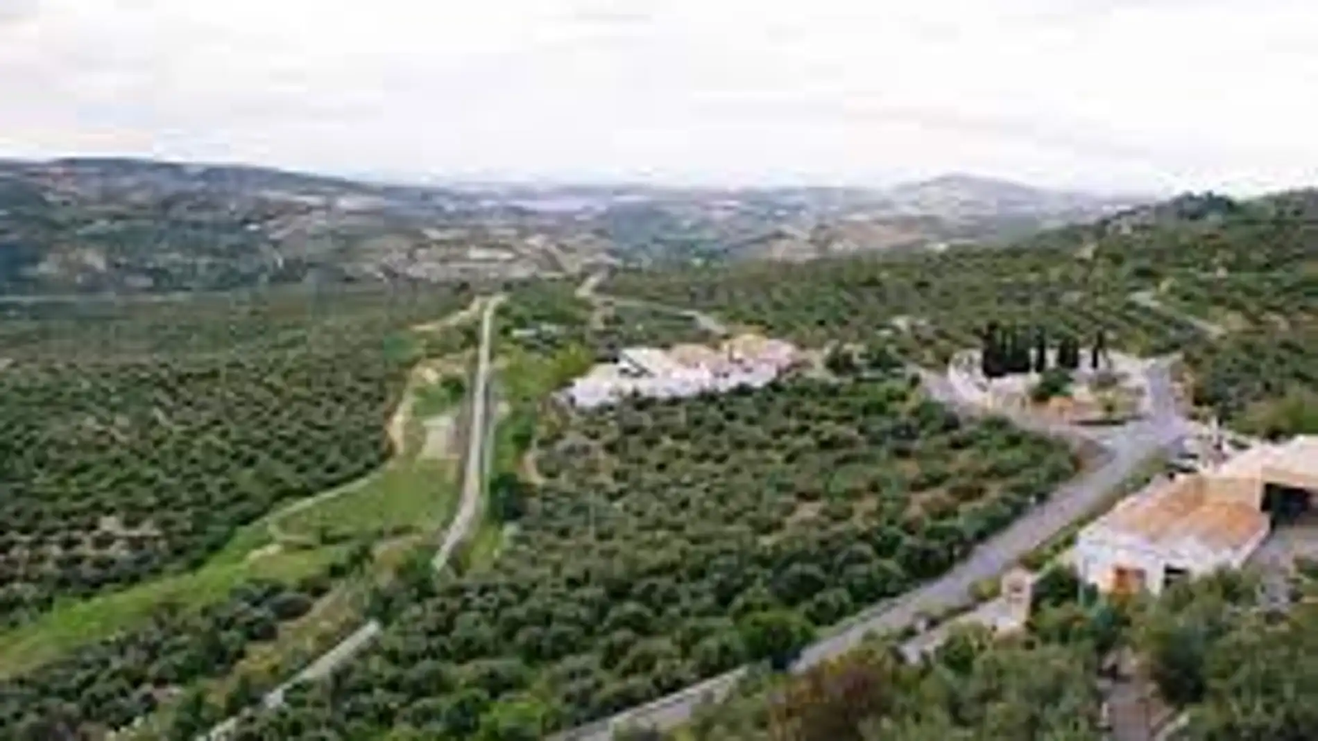 Olivos de la Subbética con Zuheros al fondo Olivos de la Subbética con Zuheros al fondo
