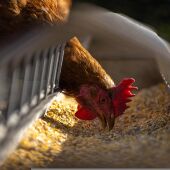 El sector avícola pide medidas para reducir costes de producción