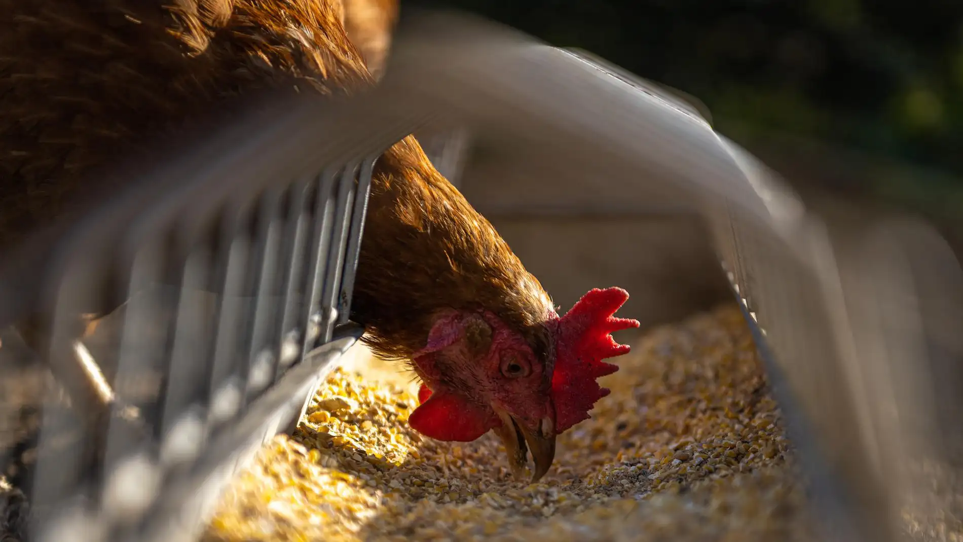 El sector avícola pide medidas para reducir costes de producción