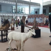 FERCATUR FERCATUR