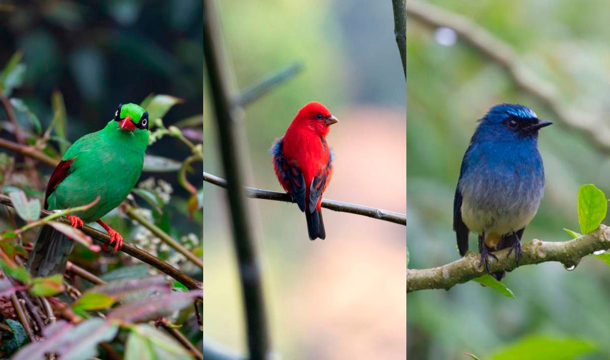 La muda de pluma en aves: ¿cuándo se produce y cuánto dura? La muda de pluma en aves: ¿cuándo se produce y cuánto dura?