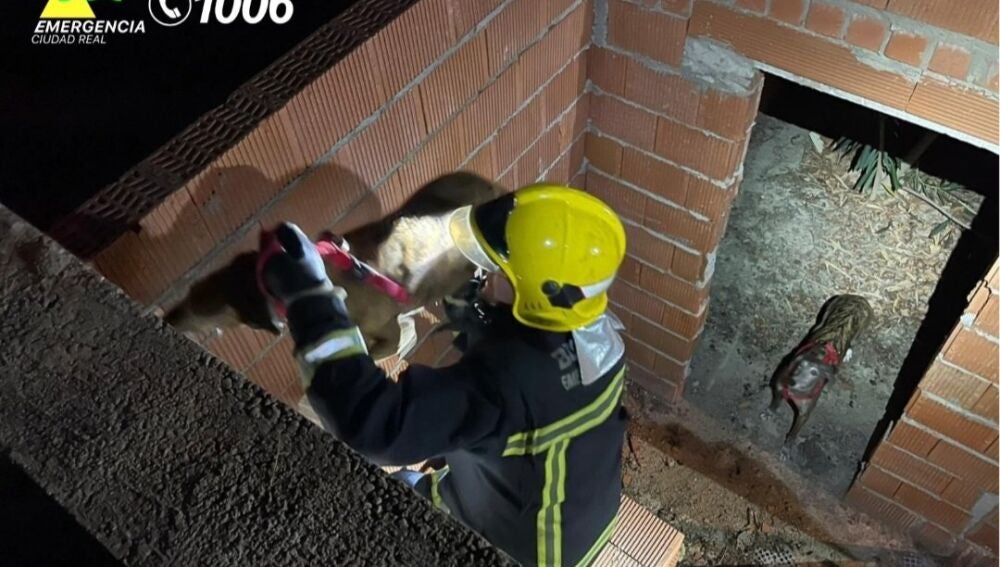 Varios perros fueron rescatados en Ciudad Real