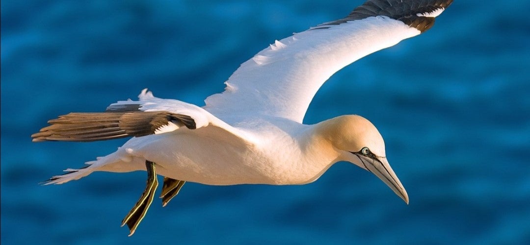 ¿Que hay tras la muerte de aves salvajes en Galicia? ¿Que hay tras la muerte de aves salvajes en Galicia?