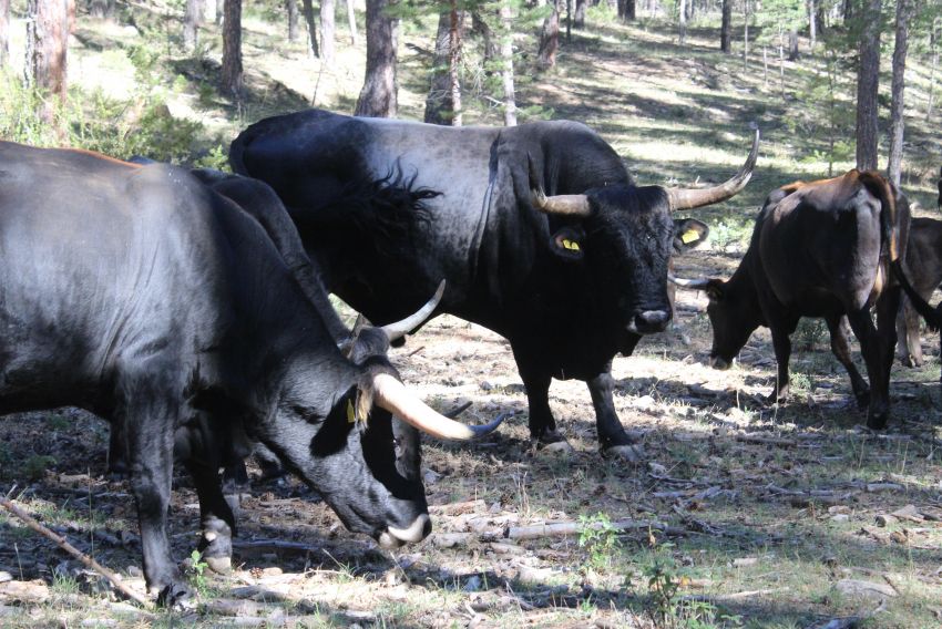 Los tauros encuentran en la Sierra de Albarracín su lugar Los tauros encuentran en la Sierra de Albarracín su lugar