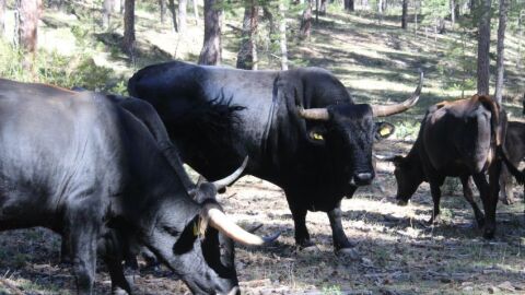 Ejemplares de Tauros en La Maleza