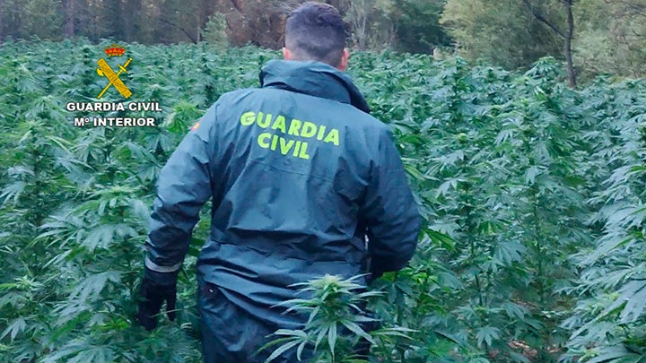 DESMANTELADA UNA PLANTACIÓN DE MARIHUANA DESMANTELADA UNA PLANTACIÓN DE MARIHUANA