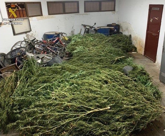 Detienen a dos personas por cultivo de marihuana en la localidad de La Solana Detienen a dos personas por cultivo de marihuana en la localidad de La Solana