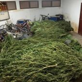 Plantas de marihuana aprehendidas por la Guardia Civil en La Solana