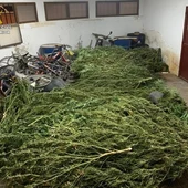 Plantas de marihuana aprehendidas por la Guardia Civil en La Solana Plantas de marihuana aprehendidas por la Guardia Civil en La Solana