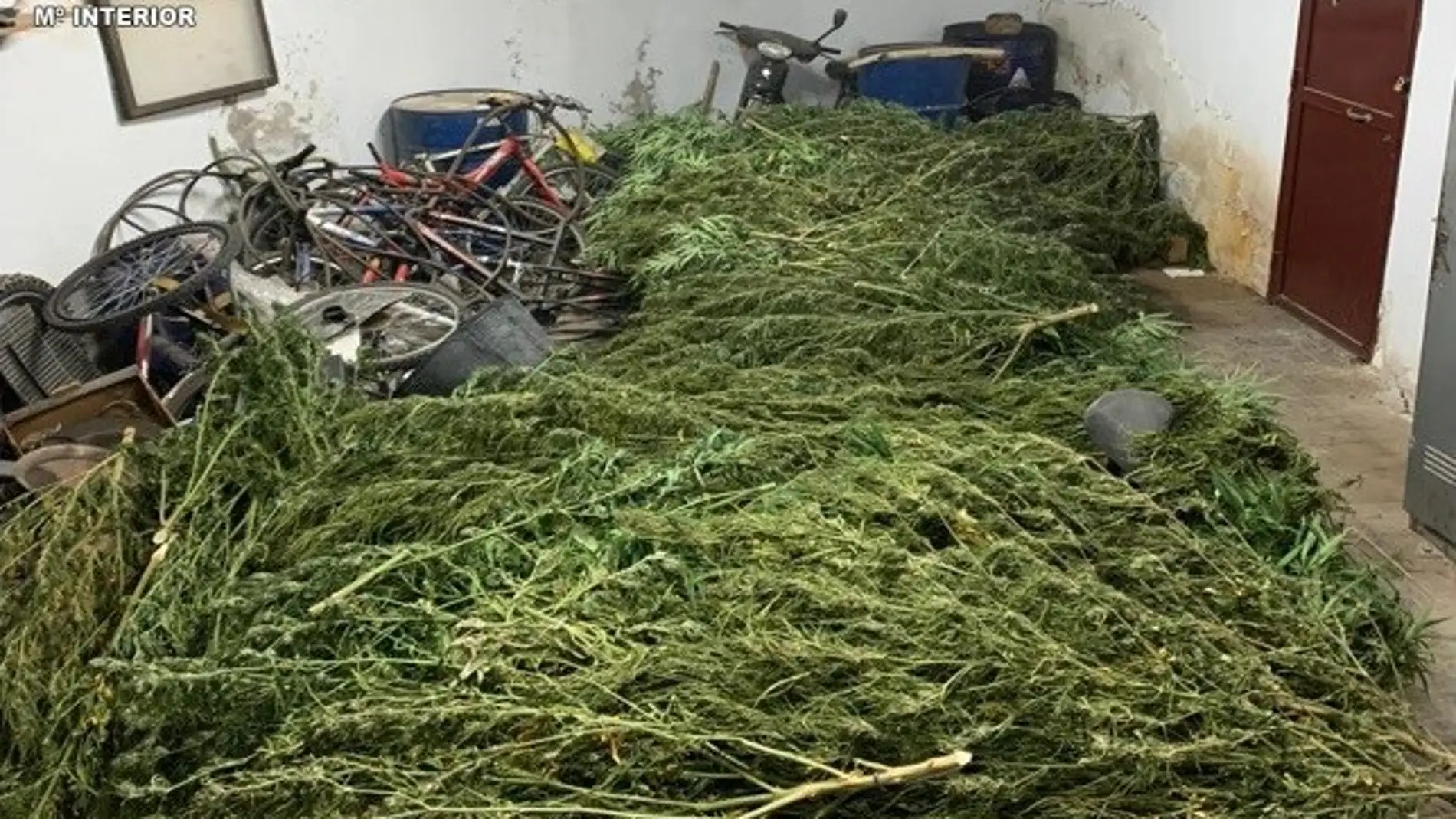 Plantas de marihuana aprehendidas por la Guardia Civil en La Solana