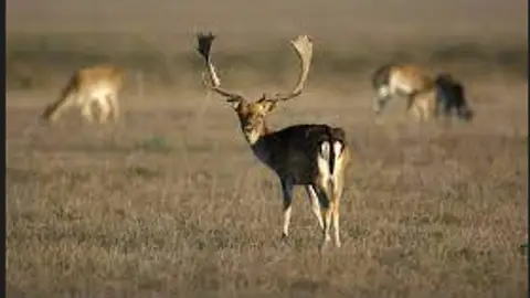 Inrercaza 2026 volverá a celebrarse en septiembre Inrercaza 2026 volverá a celebrarse en septiembre