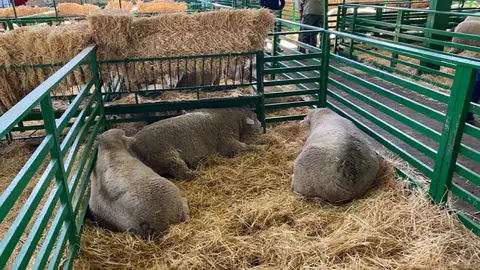 Feria de Zafra Badajoz