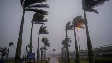 Wally, el tiburón que paseó por las calles de Fort Myers: "Siempre quise viajar a la superficie como la sirenita" Wally, el tiburón que paseó por las calles de Fort Myers: "Siempre quise viajar a la superficie como la sirenita"