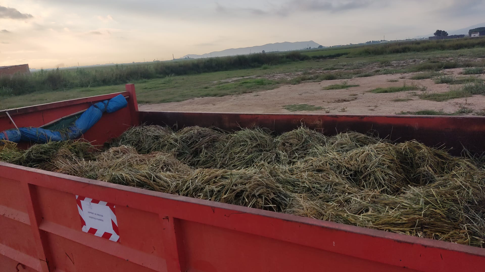 Sueca adecua sus caminos rurales e intensifica la vigilancia ante el inicio de la campaña de la siega del arroz Sueca adecua sus caminos rurales e intensifica la vigilancia ante el inicio de la campaña de la siega del arroz