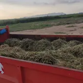 sueca siega arroz sueca siega arroz