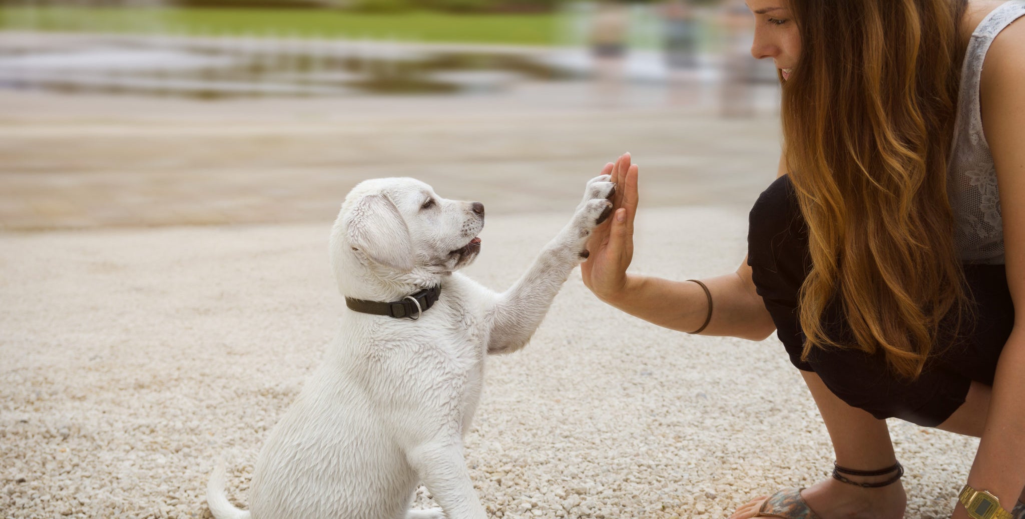 Ángel Osuna, adiestrador canino, ¿Cómo saber si controlas a tu mascota? Ángel Osuna, adiestrador canino, ¿Cómo saber si controlas a tu mascota?