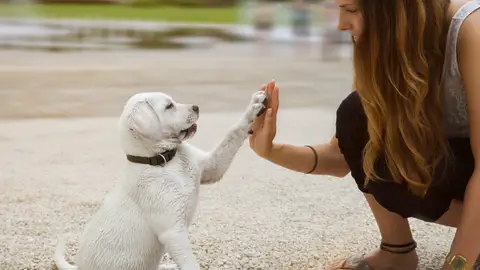 Ángel Osuna, adiestrador canino, ¿Cómo saber si controlas a tu mascota? adiestramiento