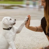 Ángel Osuna, adiestrador canino, ¿Cómo saber si controlas a tu mascota? Ángel Osuna, adiestrador canino, ¿Cómo saber si controlas a tu mascota?