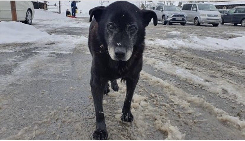 Norte, el perro que aportaba compañía y seguridad Norte, el perro que aportaba compañía y seguridad