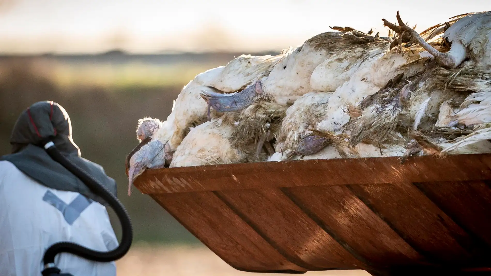 Qué es la gripe aviar: cómo afecta a los humanos y cuáles son sus síntomas