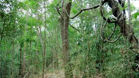 bosque mediterráneo bosque mediterráneo