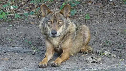 Lobo ibérico lobo ibérico