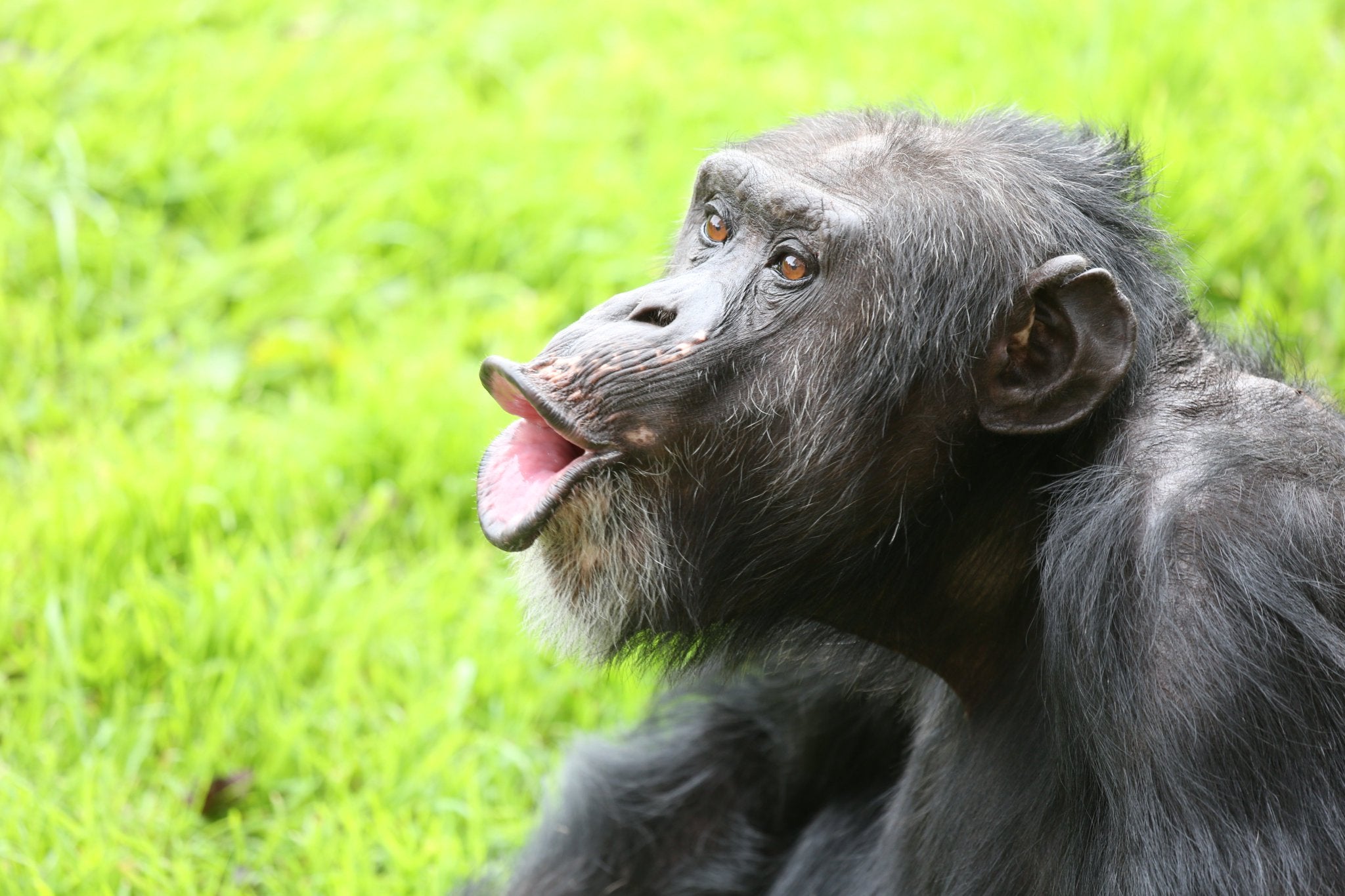 Cornelius, el chimpancé idiota de Gombe: "Quizás la Tierra debería de llamarse el planeta de los simios con ropa" Cornelius, el chimpancé idiota de Gombe: "Quizás la Tierra debería de llamarse el planeta de los simios con ropa"