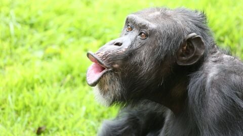 Un chimpanc&eacute; vocalizando