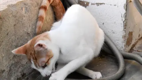 Uno de los gatos que duermen en la protectora Uno de los gatos que duermen en la protectora