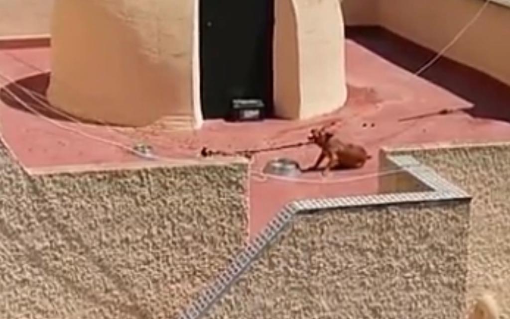 Raúl Mérida pide que se implementen medidas judiciales para poder actuar de oficio ante casos de maltrato animal Raúl Mérida pide que se implementen medidas judiciales para poder actuar de oficio ante casos de maltrato animal