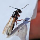 Por qué salen las hormigas voladoras