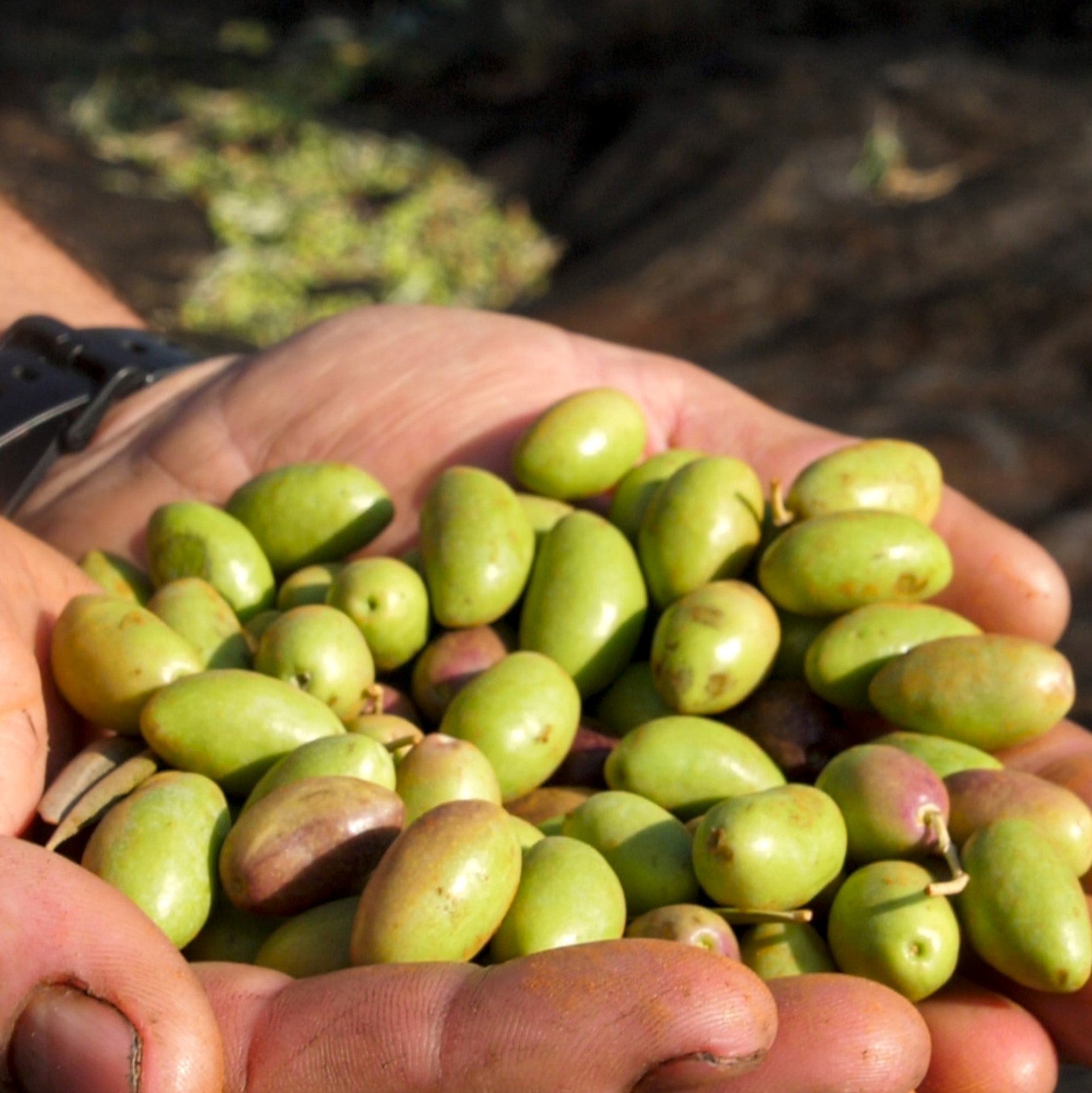 Empieza la recogida de aceituna en verde en la comarca de Valdepeñas Empieza la recogida de aceituna en verde en la comarca de Valdepeñas