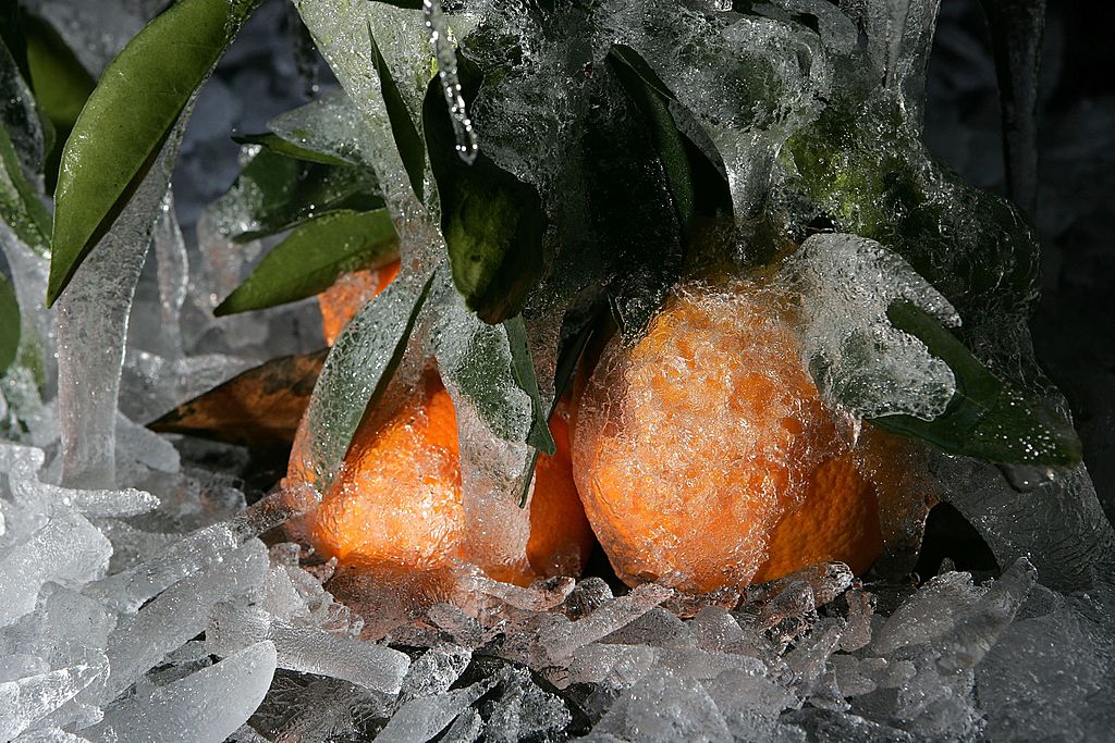 Estos son los alimentos que pueden ocasionar alergia al frío Estos son los alimentos que pueden ocasionar alergia al frío