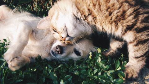 &Aacute;ngel Osuna, adiestrador canino, nos da hoy las claves de la convivencia entre perros y gatos