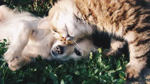Ángel Osuna, adiestrador canino, nos da hoy las claves de la convivencia entre perros y gatos Ángel Osuna, adiestrador canino, nos da hoy las claves de la convivencia entre perros y gatos