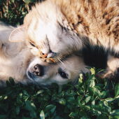 Ángel Osuna, adiestrador canino, nos da hoy las claves de la convivencia entre perros y gatos
