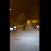 Un oso recorre las calles de Ponferrada Un oso recorre las calles de Ponferrada