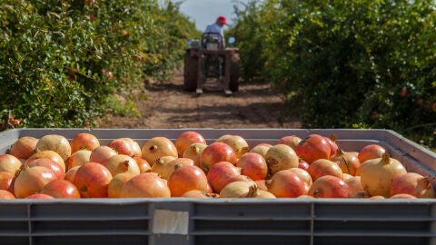 Comienzan a llegar los productos de oto&ntilde;o como la granada mollar