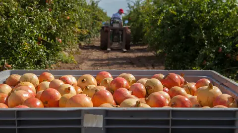 Comienzan a llegar los productos de otoño como la granada mollar Comienzan a llegar los productos de otoño como la granada mollar