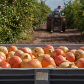Comienzan a llegar los productos de otoño como la granada mollar