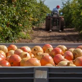 Comienzan a llegar los productos de otoño como la granada mollar Comienzan a llegar los productos de otoño como la granada mollar
